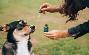 CBD For Your Pets