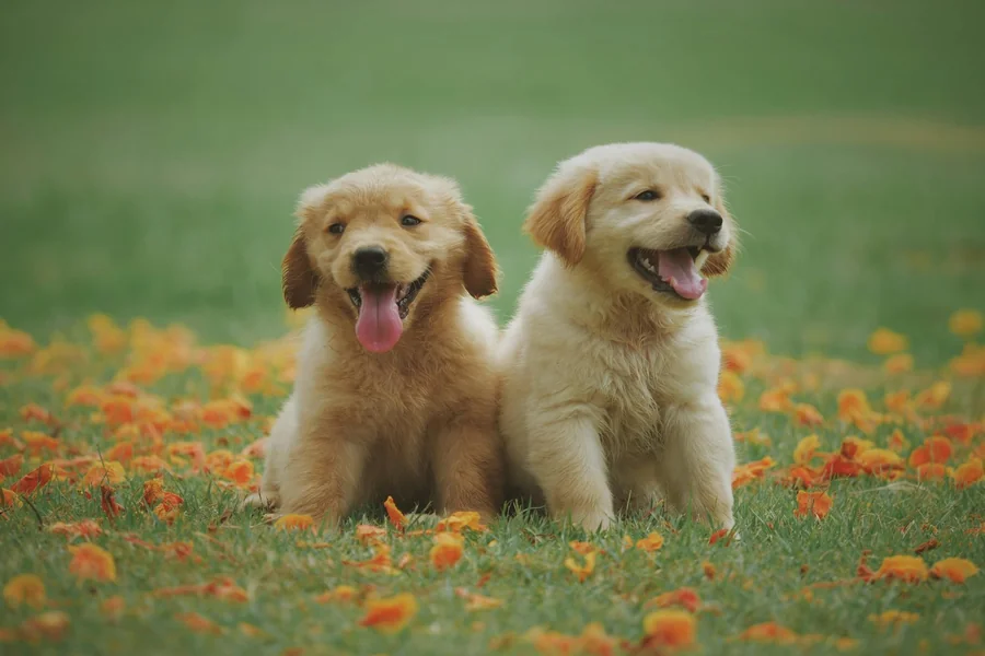 Dog Owners